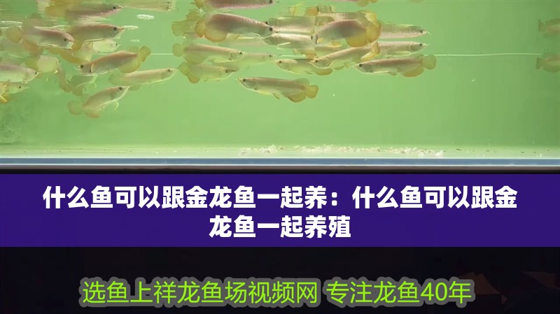 什么魚可以跟金龍魚一起養：什么魚可以跟金龍魚一起養殖 什么魚可以跟金龍魚一起養：什么魚可以跟金龍魚一起養殖 水族問答