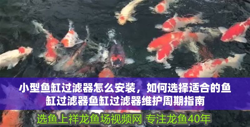 小型魚缸過濾器怎么安裝，如何選擇適合的魚缸過濾器魚缸過濾器維護周期指南