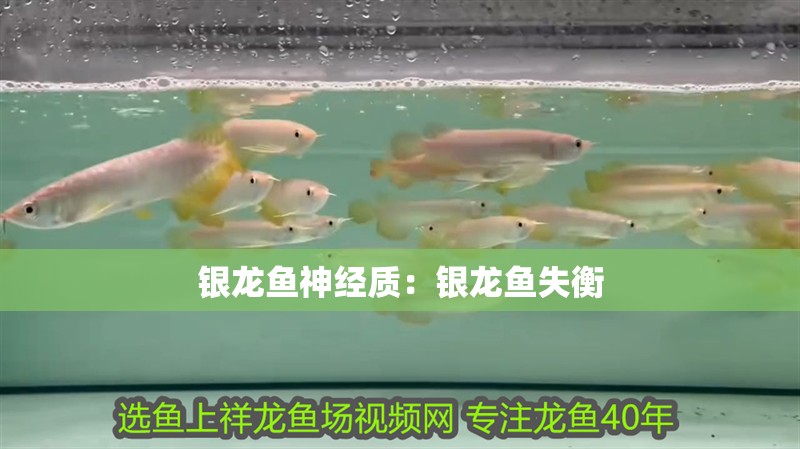 銀龍魚神經質：銀龍魚失衡
