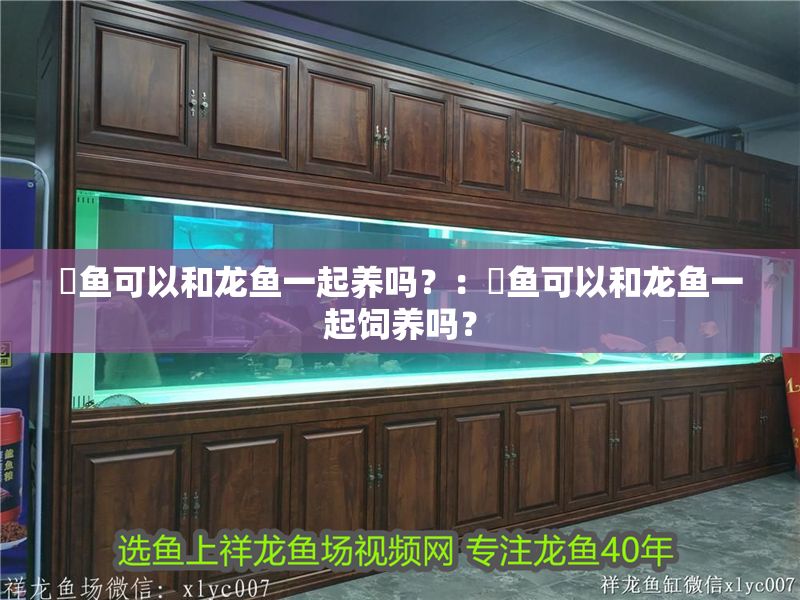 魟魚可以和龍魚一起養嗎？：魟魚可以和龍魚一起飼養嗎？