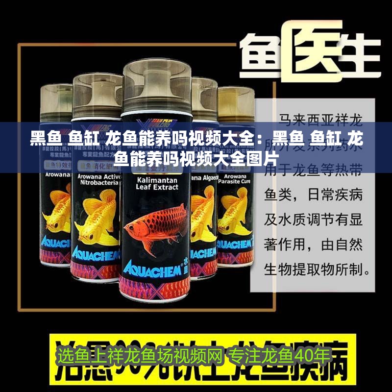 黑魚 魚缸 龍魚能養(yǎng)嗎視頻大全：黑魚 魚缸 龍魚能養(yǎng)嗎視頻大全圖片