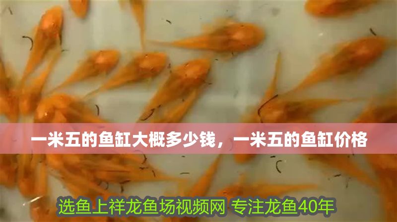 一米五的魚缸大概多少錢，一米五的魚缸價格
