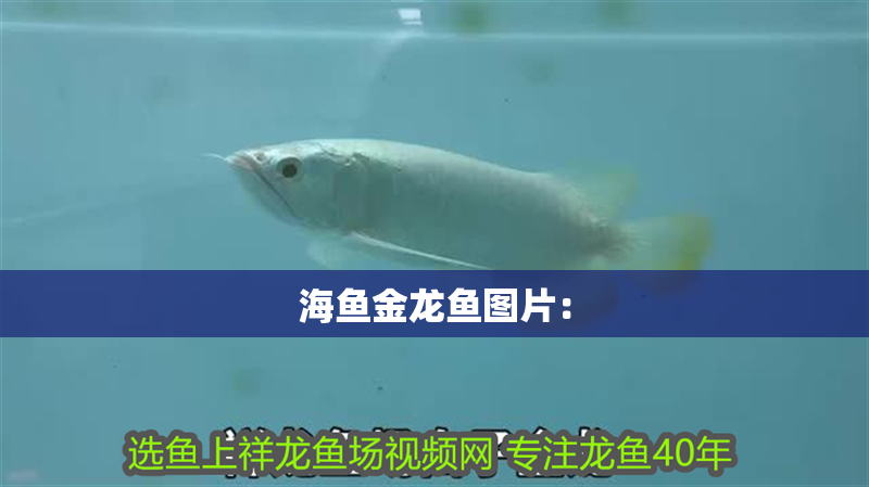 海魚金龍魚圖片：