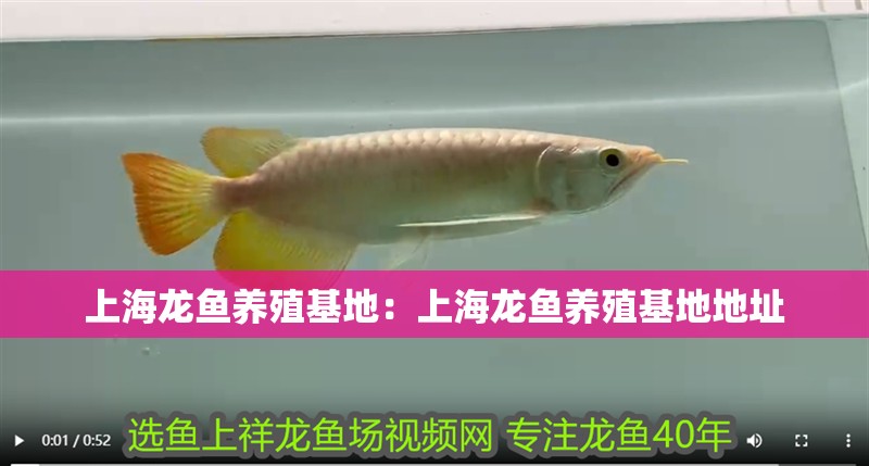 上海龍魚養殖基地：上海龍魚養殖基地地址