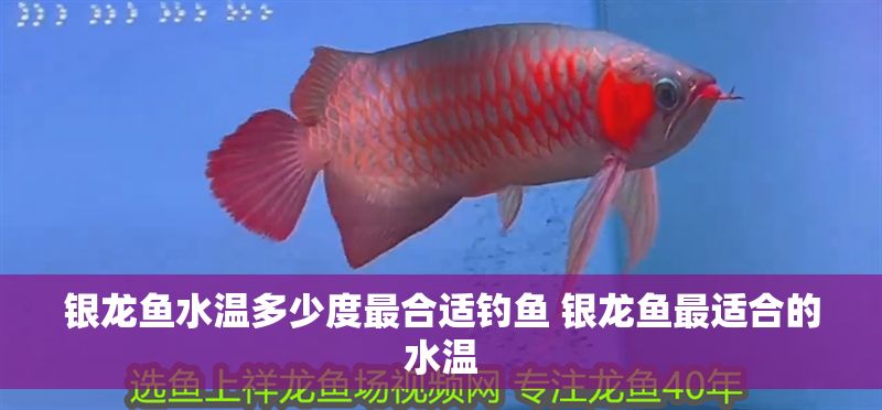 銀龍魚水溫多少度最合適釣魚 銀龍魚最適合的水溫 銀龍魚水溫多少度最合適釣魚 銀龍魚最適合的水溫 魚缸百科 第1張
