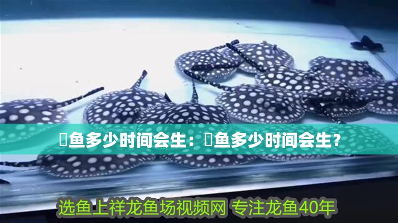 魟魚多少時間會生：魟魚多少時間會生？