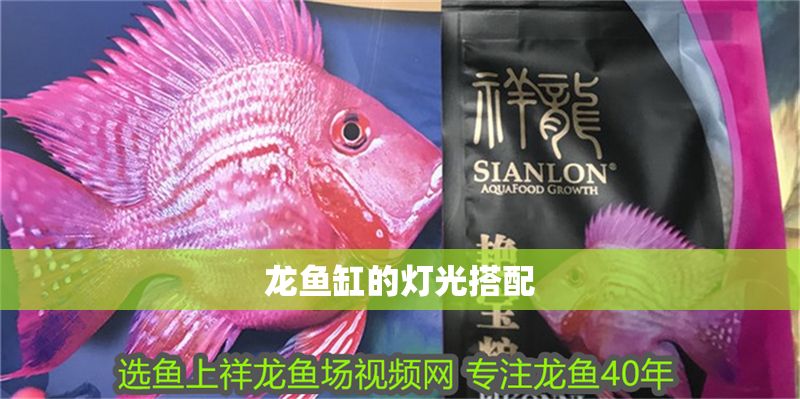 龍魚缸的燈光搭配 龍魚缸的燈光搭配 魚缸百科 第2張