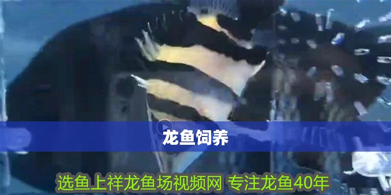 龍魚飼養
