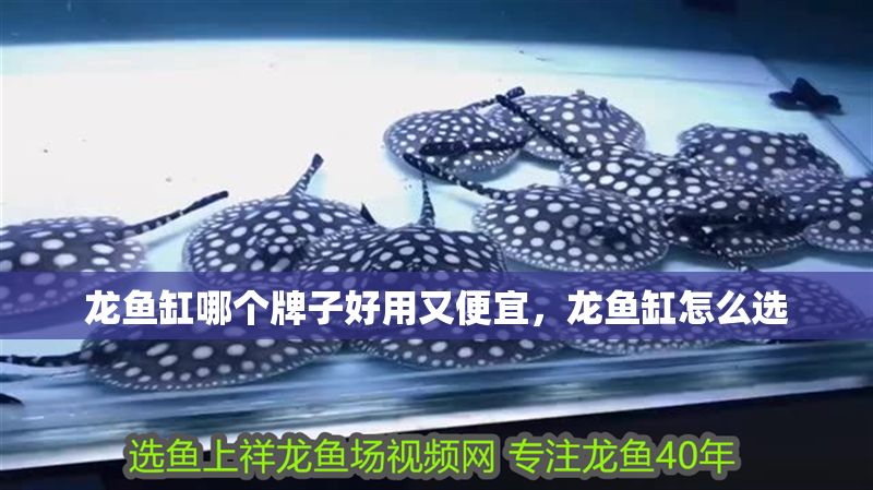 龍魚缸哪個牌子好用又便宜，龍魚缸怎么選