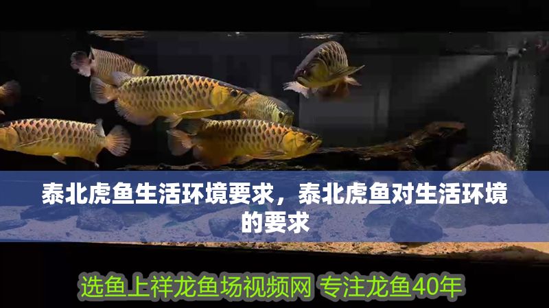 泰北虎魚生活環(huán)境要求，泰北虎魚對(duì)生活環(huán)境的要求