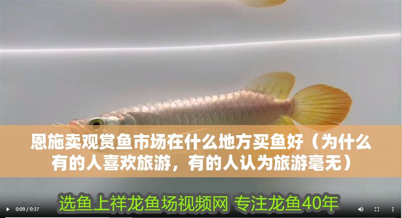 恩施賣觀賞魚市場在什么地方買魚好（為什么有的人喜歡旅游，有的人認為旅游毫無）