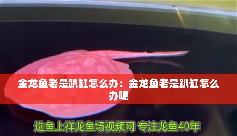 金龍魚老是趴缸怎么辦：金龍魚老是趴缸怎么辦呢