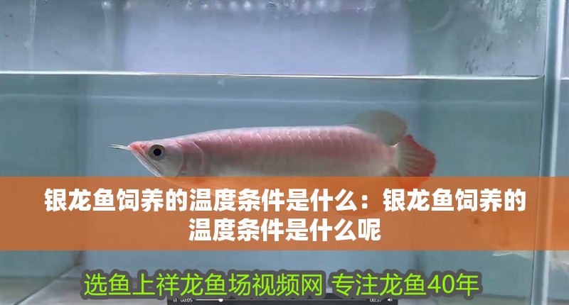 銀龍魚飼養(yǎng)的溫度條件是什么：銀龍魚飼養(yǎng)的溫度條件是什么呢