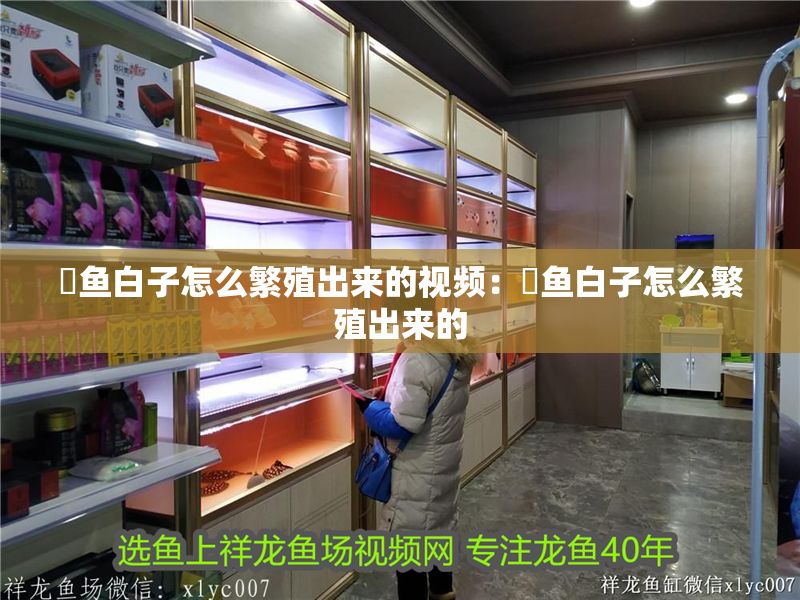 魟魚白子怎么繁殖出來的視頻：魟魚白子怎么繁殖出來的