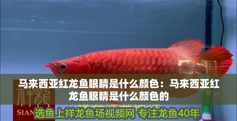 馬來西亞紅龍魚眼睛是什么顏色：馬來西亞紅龍魚眼睛是什么顏色的