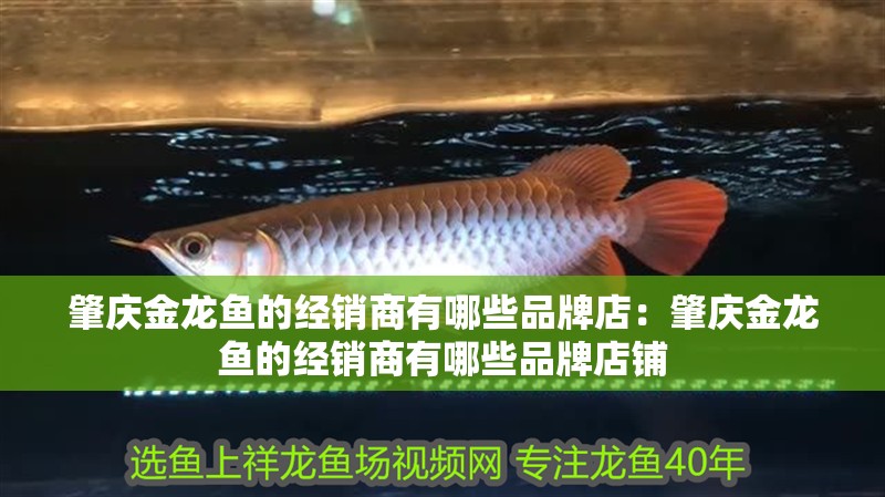 肇慶金龍魚的經(jīng)銷商有哪些品牌店：肇慶金龍魚的經(jīng)銷商有哪些品牌店鋪