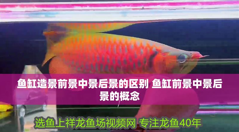 魚缸造景前景中景后景的區別 魚缸前景中景后景的概念