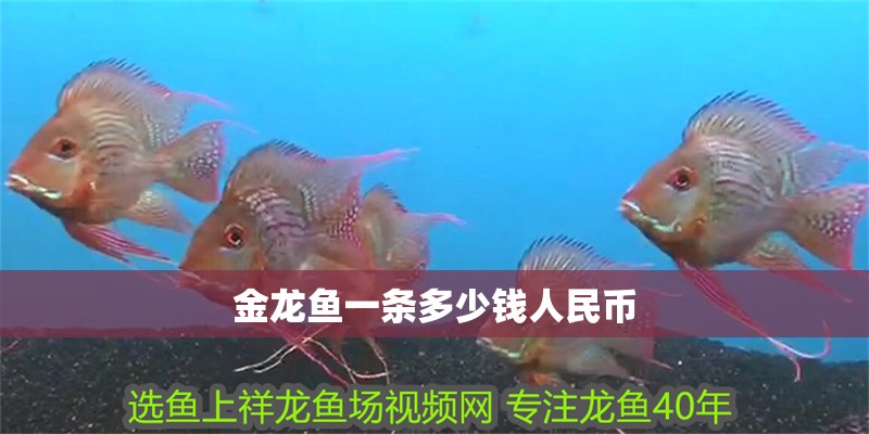 金龍魚一條多少錢人民幣