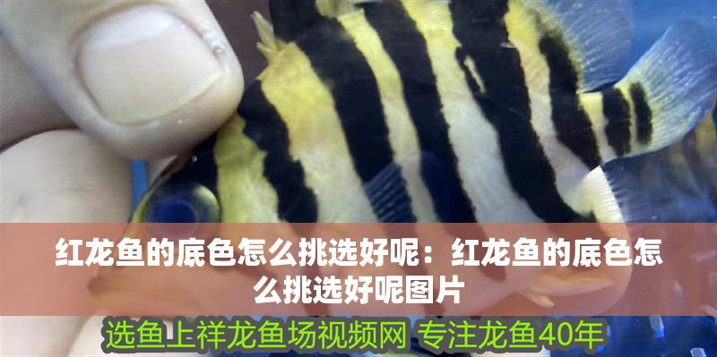 紅龍魚(yú)的底色怎么挑選好呢：紅龍魚(yú)的底色怎么挑選好呢圖片