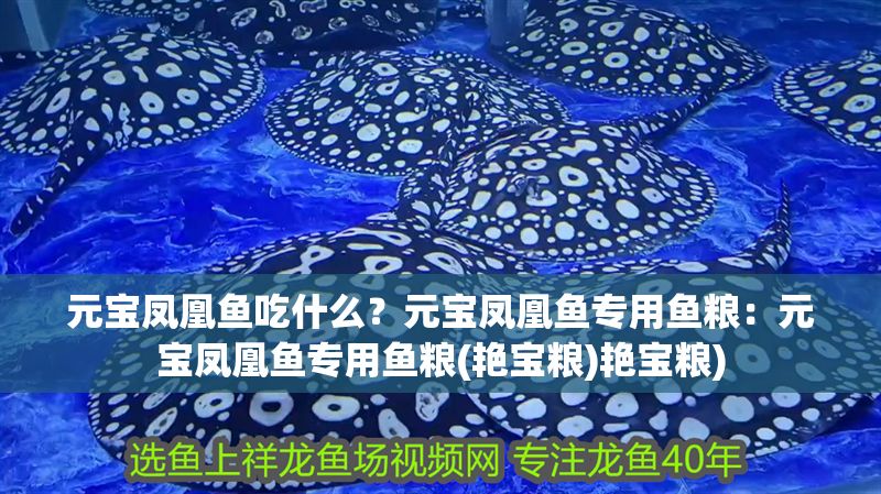 元寶鳳凰魚吃什么?元寶鳳凰魚專用魚糧:元寶鳳凰魚專用魚糧(艷寶糧)艷寶糧) 元寶鳳凰魚百科 第2張 元寶鳳凰魚吃什么?元寶鳳凰魚專用魚糧:元寶鳳凰魚專用魚糧(艷寶糧)艷寶糧) 元寶鳳凰魚吃什么?元寶鳳凰魚專用魚糧:元寶鳳凰魚專用魚糧(艷寶糧)艷寶糧) 元寶鳳凰魚百科 第2張