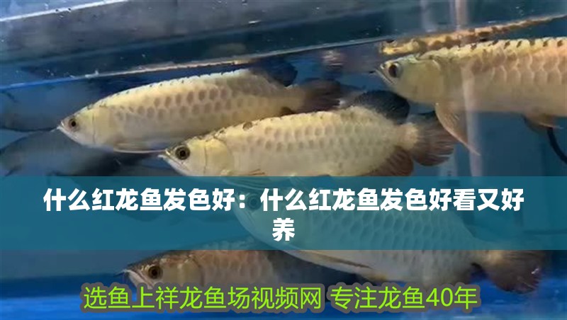 什么紅龍魚發色好：什么紅龍魚發色好看又好養