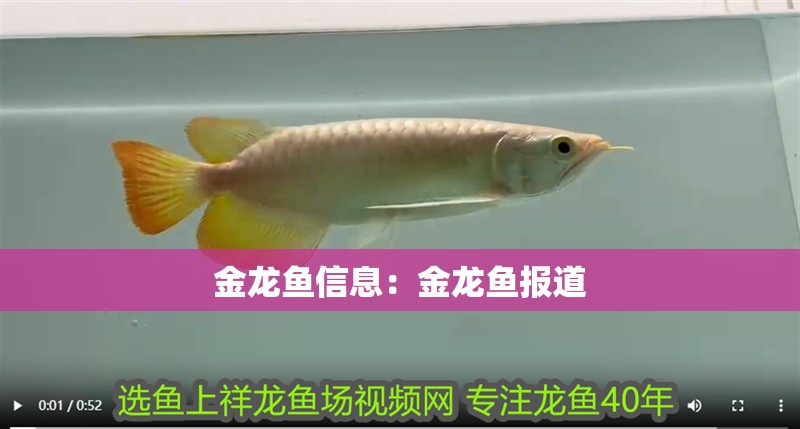 金龍魚信息：金龍魚報道