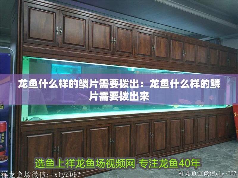 龍魚什么樣的鱗片需要撥出:龍魚什么樣的鱗片需要撥出來 水族問答 龍魚什么樣的鱗片需要撥出:龍魚什么樣的鱗片需要撥出來 龍魚什么樣的鱗片需要撥出:龍魚什么樣的鱗片需要撥出來 水族問答