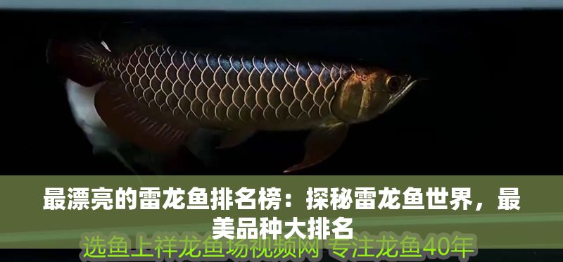 最漂亮的雷龍魚排名榜：探秘雷龍魚世界，最美品種大排名