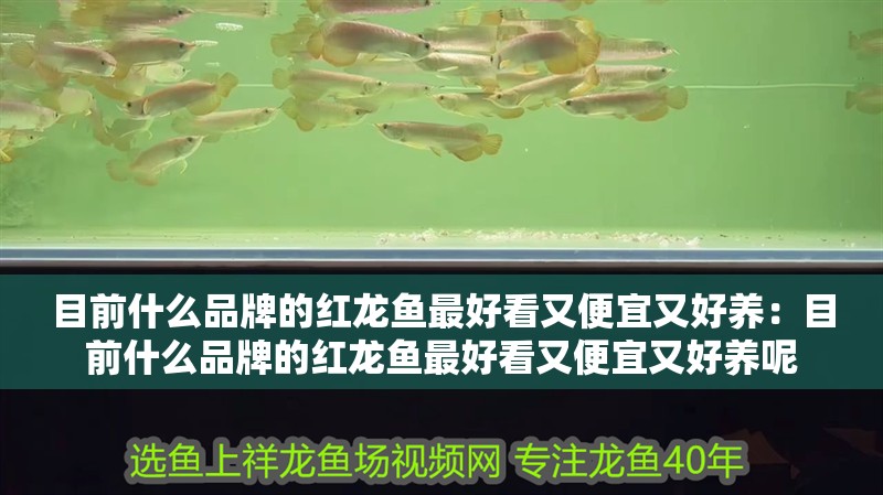 目前什么品牌的紅龍魚最好看又便宜又好養：目前什么品牌的紅龍魚最好看又便宜又好養呢