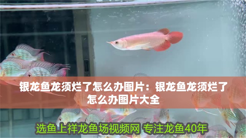 銀龍魚龍須爛了怎么辦圖片：銀龍魚龍須爛了怎么辦圖片大全