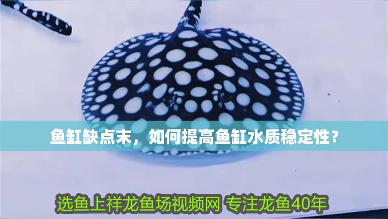 魚缸缺點末，如何提高魚缸水質穩定性？