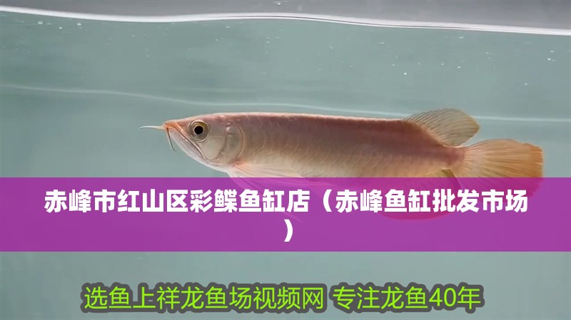 赤峰市紅山區彩鰈魚缸店（赤峰魚缸批發市場） 赤峰市紅山區彩鰈魚缸店（赤峰魚缸批發市場） 全國水族館企業名錄 第1張