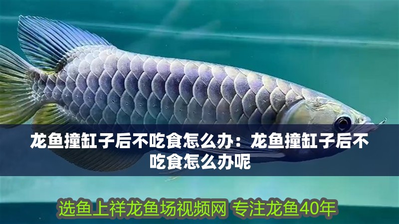 龍魚撞缸子后不吃食怎么辦：龍魚撞缸子后不吃食怎么辦呢