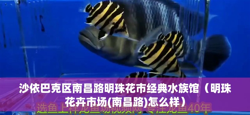 沙依巴克區南昌路明珠花市經典水族館（明珠花卉市場(南昌路)怎么樣）