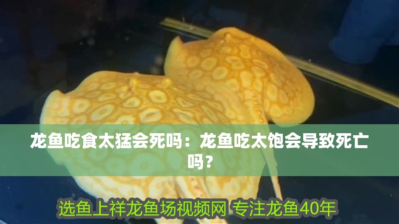 龍魚吃食太猛會死嗎：龍魚吃太飽會導致死亡嗎？