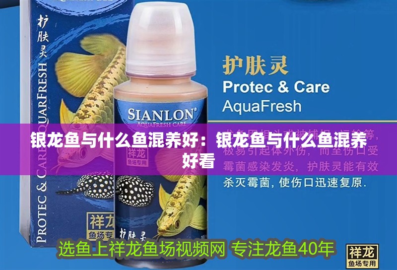 銀龍魚與什么魚混養好：銀龍魚與什么魚混養好看 銀龍魚與什么魚混養好：銀龍魚與什么魚混養好看 水族問答