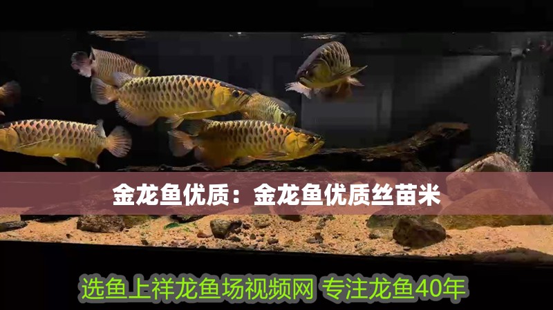 金龍魚優質：金龍魚優質絲苗米