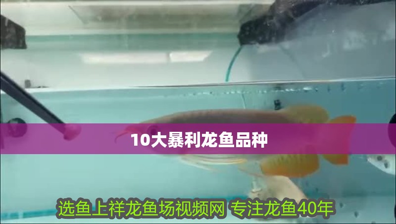 10大暴利龍魚品種