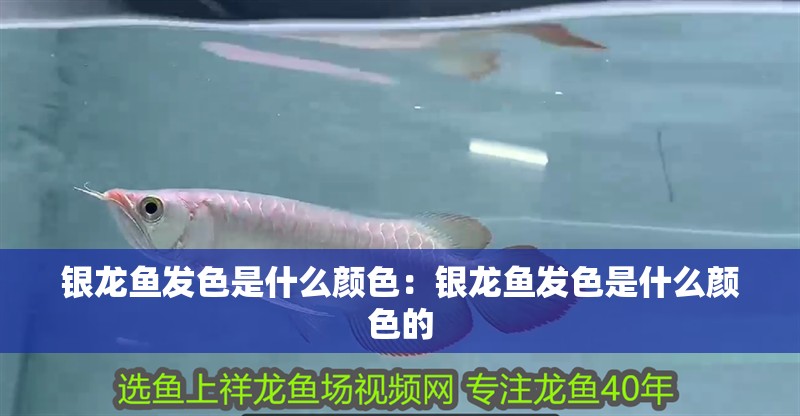 銀龍魚發(fā)色是什么顏色：銀龍魚發(fā)色是什么顏色的