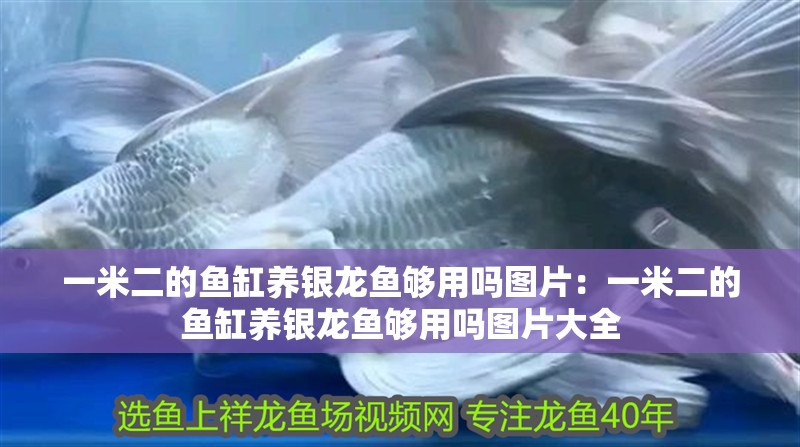 一米二的魚缸養(yǎng)銀龍魚夠用嗎圖片：一米二的魚缸養(yǎng)銀龍魚夠用嗎圖片大全