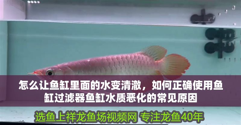 怎么讓魚缸里面的水變清澈,如何正確使用魚缸過濾器魚缸水質(zhì)惡化的常見原因 魚缸百科 第2張 怎么讓魚缸里面的水變清澈,如何正確使用魚缸過濾器魚缸水質(zhì)惡化的常見原因 怎么讓魚缸里面的水變清澈,如何正確使用魚缸過濾器魚缸水質(zhì)惡化的常見原因 魚缸百科 第2張