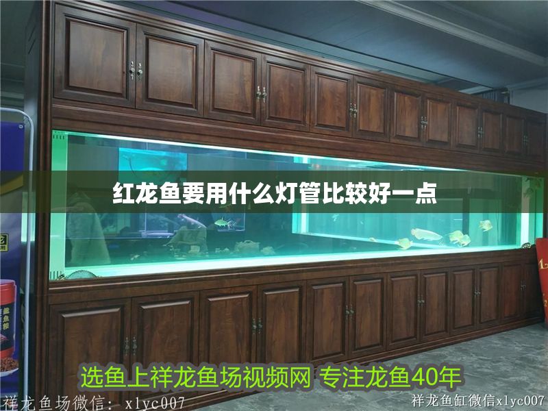 紅龍魚要用什么燈管比較好一點