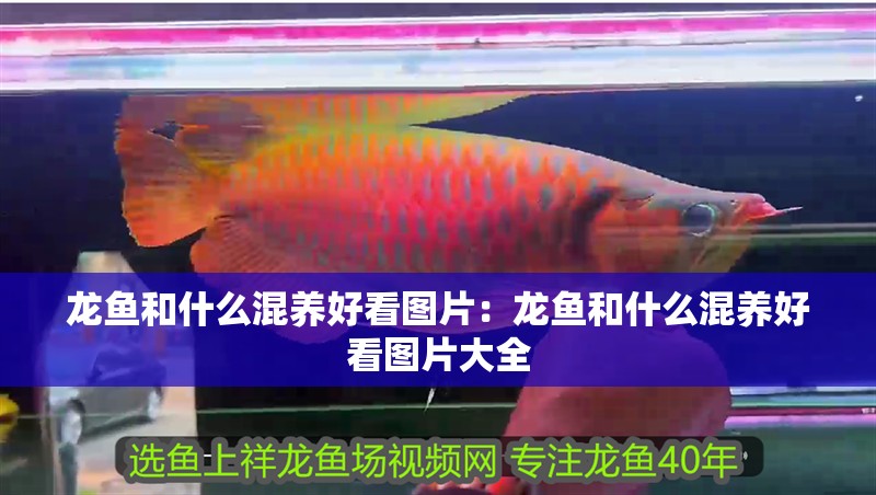龍魚和什么混養(yǎng)好看圖片：龍魚和什么混養(yǎng)好看圖片大全