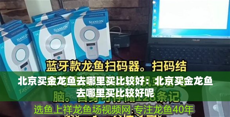 北京買金龍魚去哪里買比較好：北京買金龍魚去哪里買比較好呢