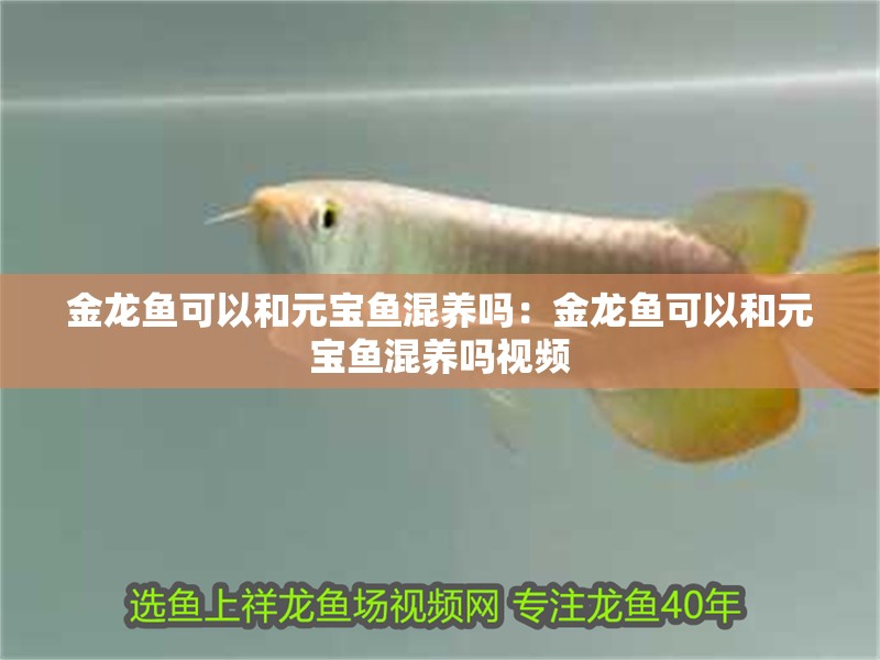金龍魚可以和元寶魚混養嗎：金龍魚可以和元寶魚混養嗎視頻