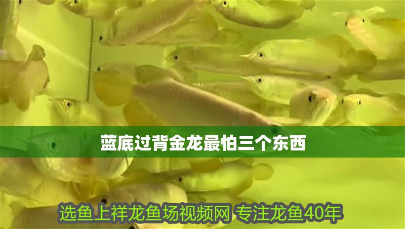 藍底過背金龍最怕三個東西