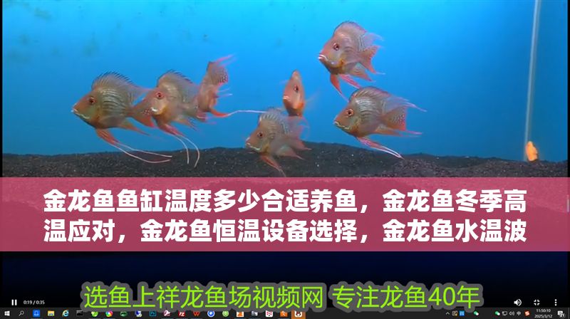 金龍魚魚缸溫度多少合適養魚,金龍魚冬季高溫應對,金龍魚恒溫設備選擇,金龍魚水溫波動影響 魚缸百科 第2張 金龍魚魚缸溫度多少合適養魚,金龍魚冬季高溫應對,金龍魚恒溫設備選擇,金龍魚水溫波動影響 金龍魚魚缸溫度多少合適養魚,金龍魚冬季高溫應對,金龍魚恒溫設備選擇,金龍魚水溫波動影響 魚缸百科 第2張