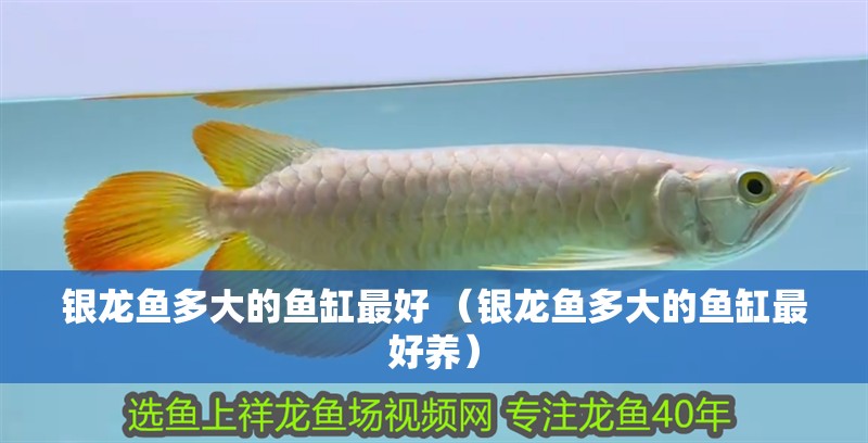 銀龍魚多大的魚缸最好 （銀龍魚多大的魚缸最好養）