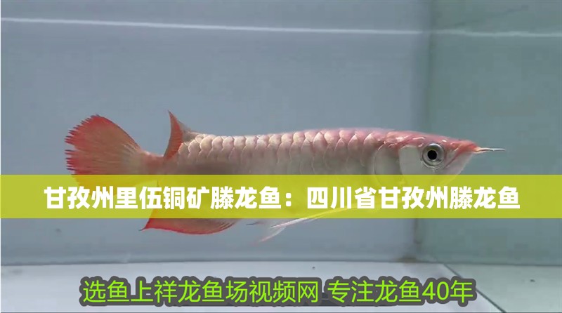 甘孜州里伍銅礦滕龍魚:四川省甘孜州滕龍魚 水族問答 甘孜州里伍銅礦滕龍魚:四川省甘孜州滕龍魚 甘孜州里伍銅礦滕龍魚:四川省甘孜州滕龍魚 水族問答