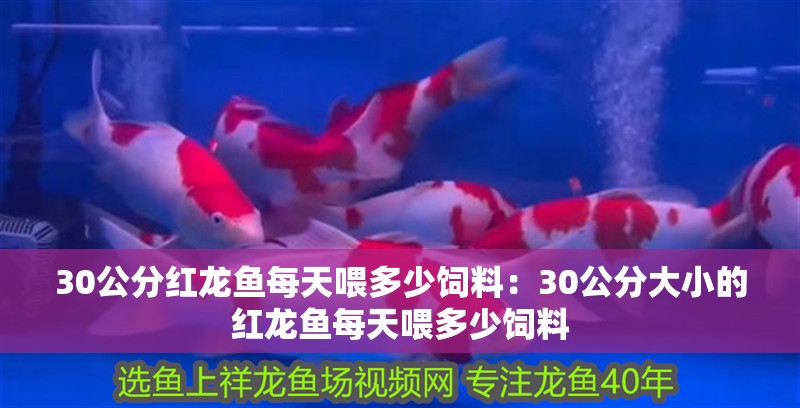 30公分紅龍魚每天喂多少飼料：30公分大小的紅龍魚每天喂多少飼料